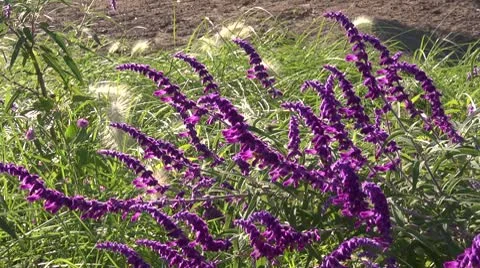 Flowers &amp; Bees Stock Footage 10759627