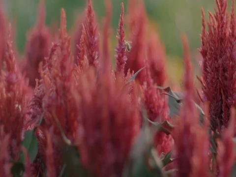 Flowers with Bees Video stock 76201249