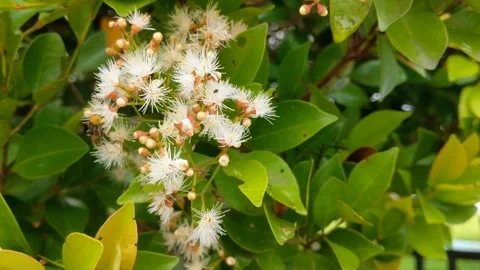 Flowers in beetle nectar Stock Footage 288487556