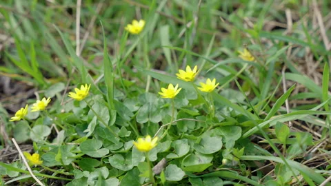 Flowers begin to bloom in early Spring. Vídeo Stock 280286633