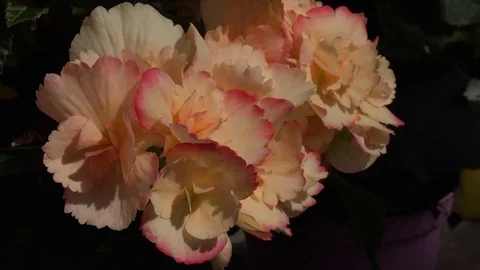 Flowers of Begonia Stock Footage 85323507