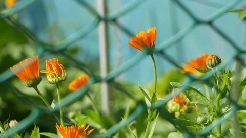 Flowers behind bars Video stock 105540323