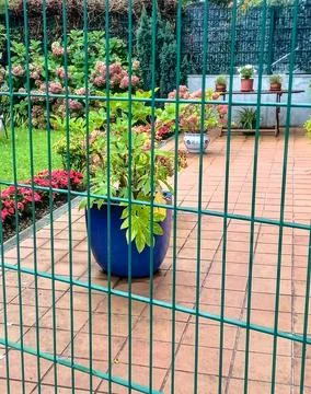 Flowers behind bars Stock Photos