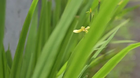 FLOWERS BEHIND THE LEAVES Stock Footage 233147606