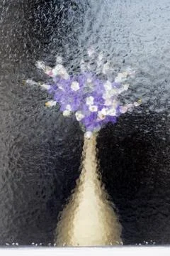 Flowers behind window Stock Photos