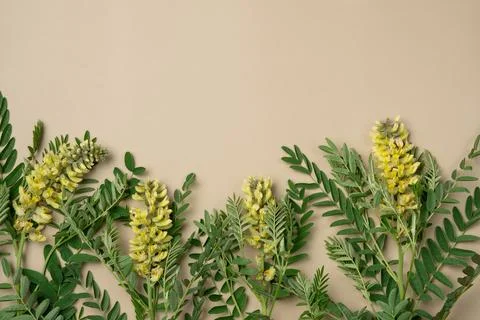 Flowers on beige background. Flat lay, top view. Copy space Stock Photos