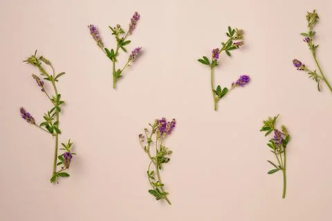 Flowers on beige background. Flat lay, top view Stock Photos