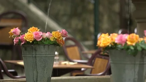 FLOWERS BEING WATERED Stock Footage 220434705