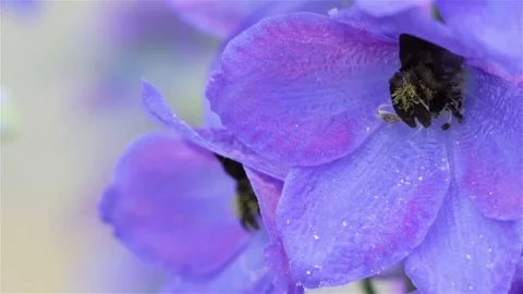 Flowers bells close up Stock Footage 78508692