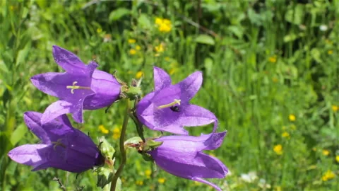 Flowers bells in the field Stock-Footage 102450274