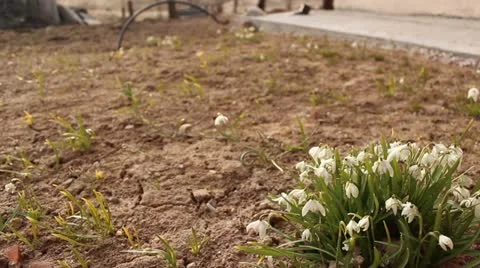 Flowers bells Stock Footage 10883100