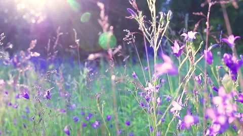 Flowers bells sway in the wind. Selective focus. Slow motion. Stock Footage 147614584