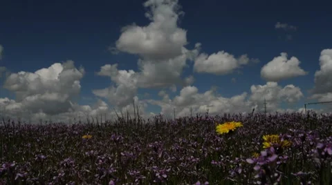 Flowers Below Building Clouds Stock Footage 8689380