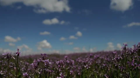 Flowers Below Whispy Clouds Stock Footage 8689372