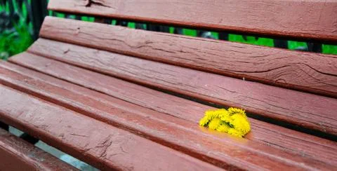 Flowers on bench Fotos de archivo