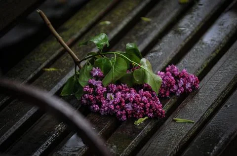 Flowers on the bench Stock Photos