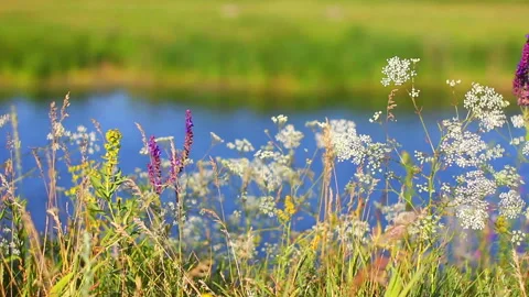 Flowers beside a lake in the spring Stock Footage 234798385