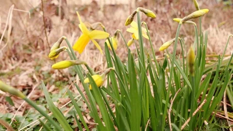 Flowers between brown leaves in spring Stock-Footage 90762666