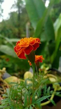 Flowers between Grass Stock Photos