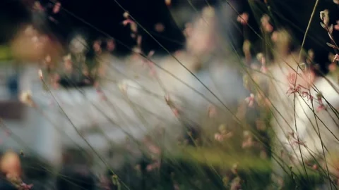 Flowers between green leaves Stock Footage 219613910