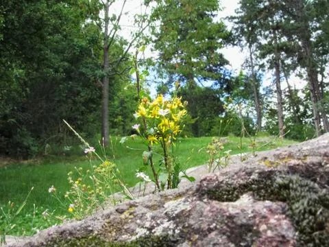 Flowers between the rocks Stock Photos