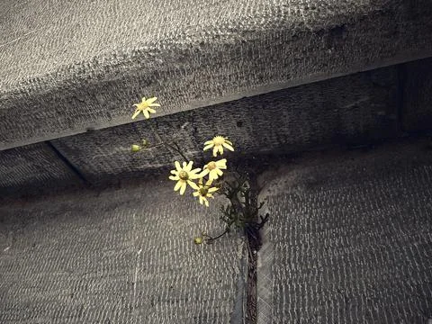 Flowers Between Rocks 스톡 사진