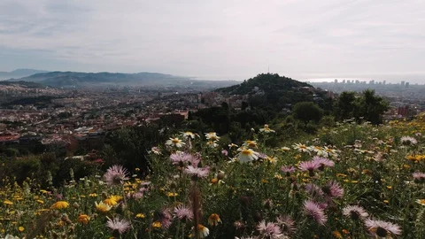 Flowers in a big city Stock Footage 129750119