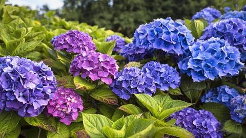 Flowers of a bigleaf hydrangea Hydrangea macrophylla pink blue hydrangea hedge Stock Photos