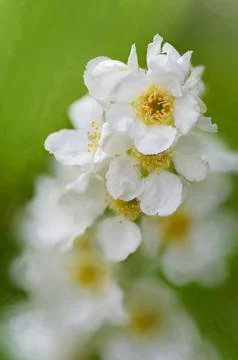 Flowers of bird cherry in the beginning of May. 스톡 사진