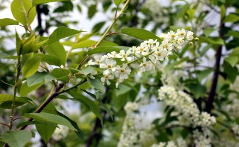 Flowers of bird cherry tree Stock Photos