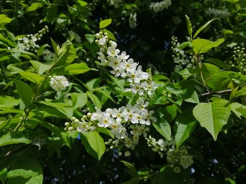 Flowers Of Bird Cherry Tree Stock Photos