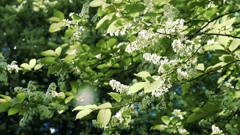 Flowers bird cherry tree swinging in the wind Stock Footage 108214499