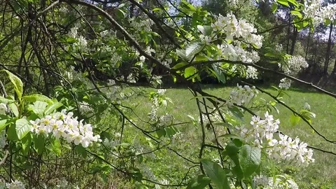 Flowers bird cherry in the wind. Stock Footage 83887309