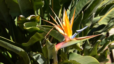 Flowers Birds of Paradise Stock Footage 31859634