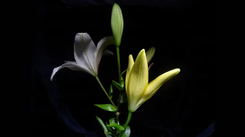 Flowers on a black background. Video stock 64761597