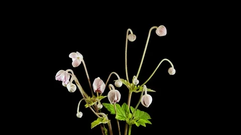 Flowers in black background Video stock 78186656