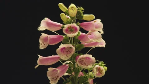 Flowers on Black Stock Footage 146406505