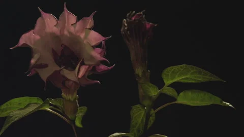 Flowers on Black Stock Footage 146409557