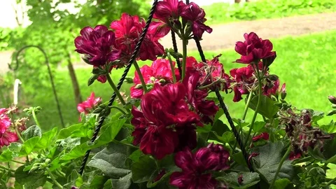 Flowers in bloom, in a basket, in the rain Stockbeeldmateriaal 83458014