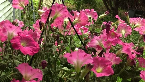 Flowers in bloom, in a basket, in the rain Stockbeeldmateriaal 83458019