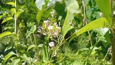 Flowers bloom in beautiful nature. 스톡 동영상 335874917