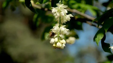 Flowers bloom as bees buzz joyfully in the sunny garden Stock Photos