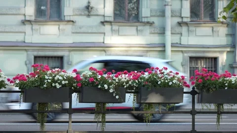 Flowers Bloom on a Bridge in Sunny Saint Petersburg Stock Footage 344861605