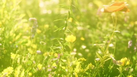 Flowers bloom in a field during springtime with sunlight shining bright Video stock 344400926