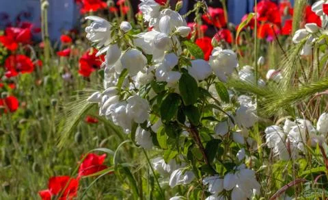 Flowers in bloom on a field Stock Photos