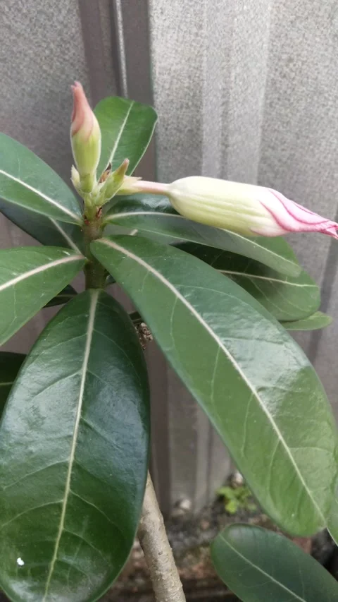 Flowers to bloom Video stock 243712819