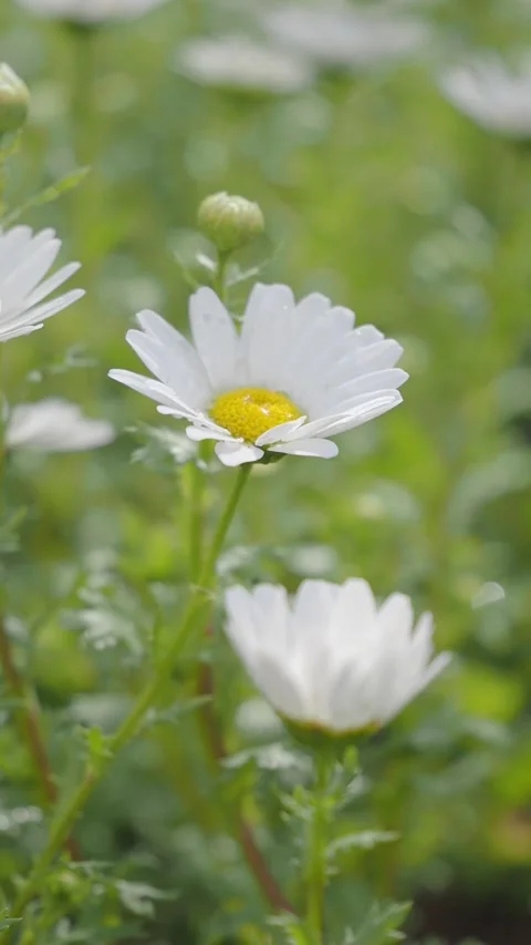 Flowers bloom in a garden during spring time Stock Footage 340303428