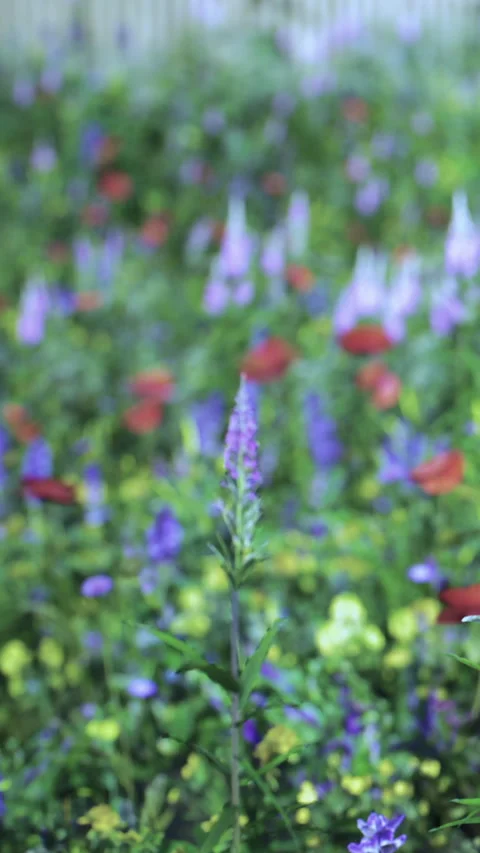 Flowers bloom in a garden during springtime with varied colors and shapes Stockbeeldmateriaal 341057536