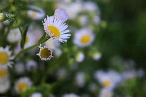 Flowers bloom in a garden during springtime with sunlight shining on petals and Foto stock