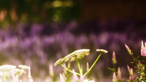 Flowers bloom in a garden during sunlight hours in a bright setting Stock-Footage 340028226